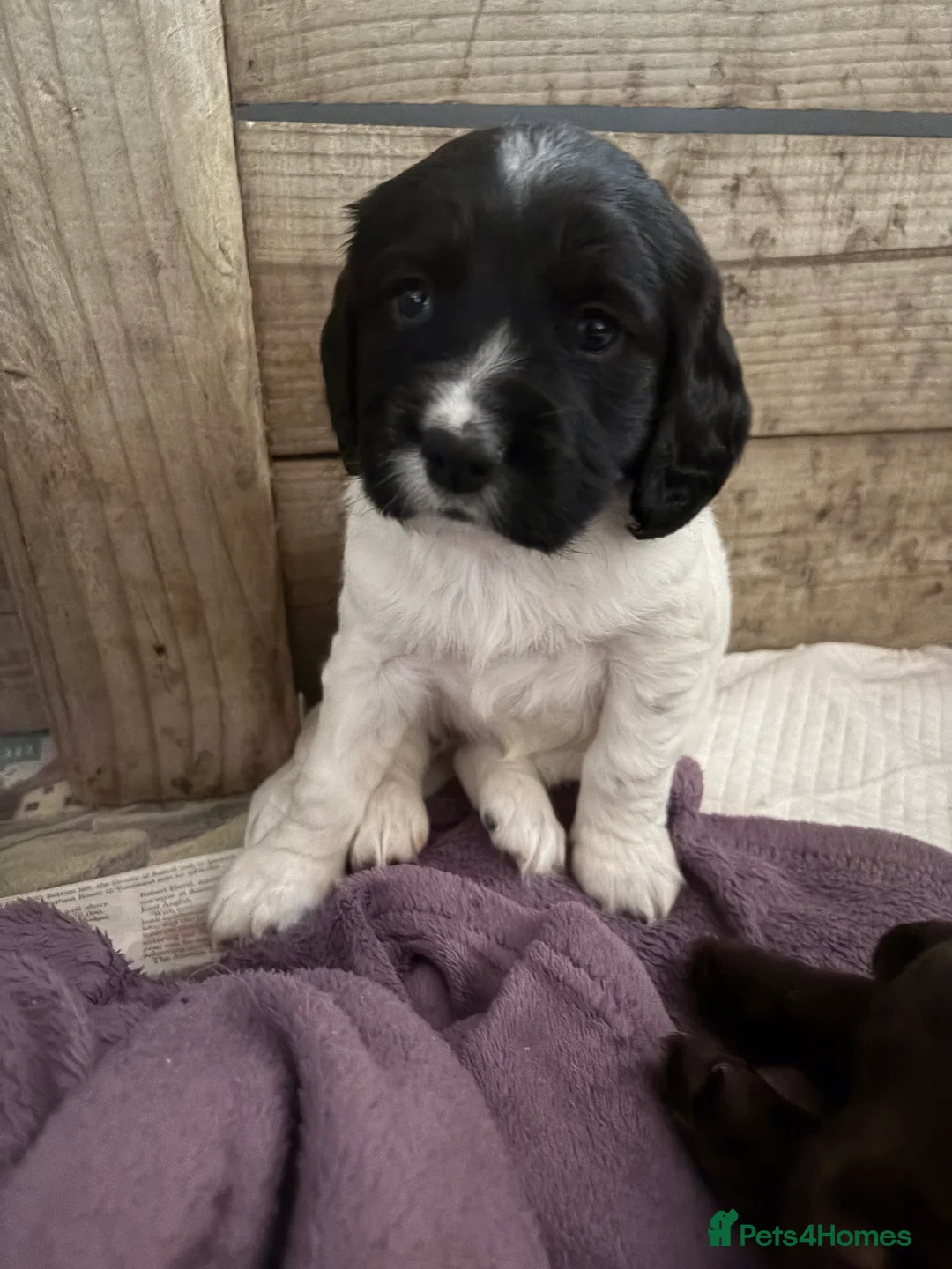 Sprocker dogs for sale: Sprocker Spaniel Puppies for sale  - Advert 1
