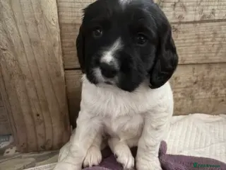 Sprocker dogs Sprocker Spaniel Puppies for sale - Advert 4