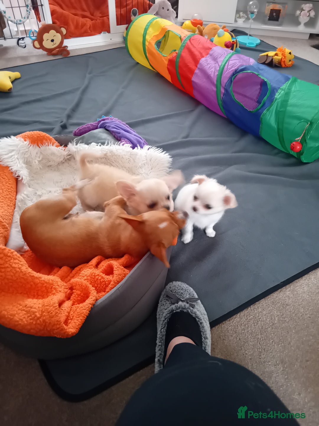 Chihuahua dogs for sale: Little white girl chihuahua  - Image 4
