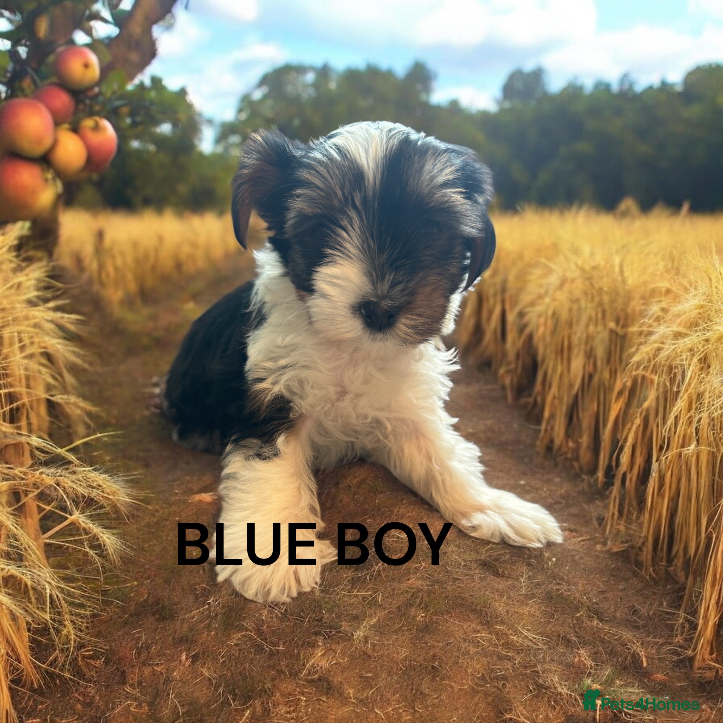 Yorkshire Terrier dogs for sale: beautiful  - Advert 2