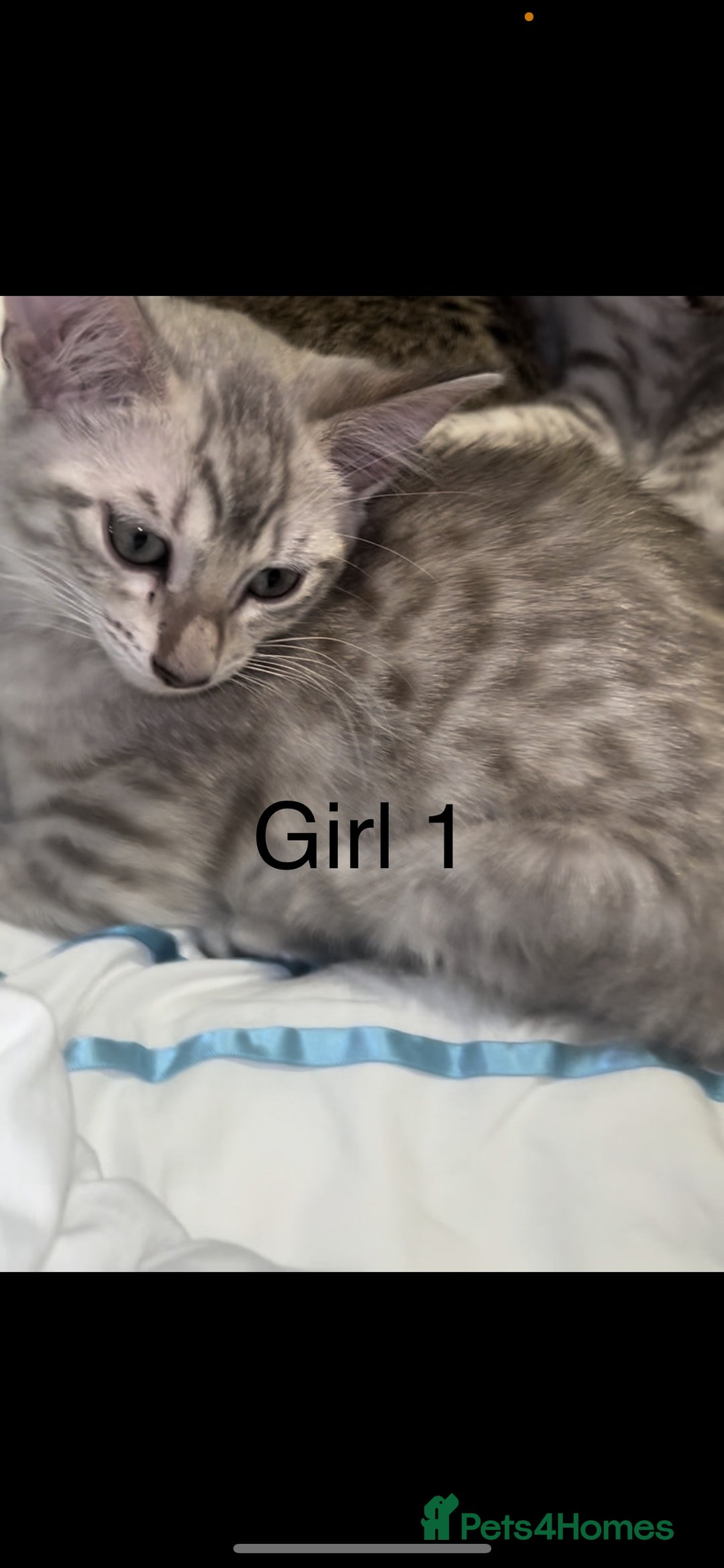 Mixed Breed cats for sale: mixed bengal kittens, ready to leave b4  **  - Advert 8