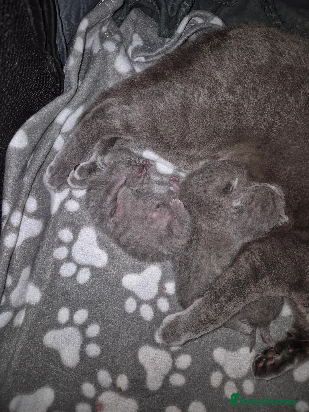 British Shorthair cats for sale: 4 British Shorthair Kittens  - Advert 2