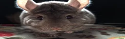 Chinchilla rodents for sale: A verity of Chinchillas rpa/rpac - Advert 22