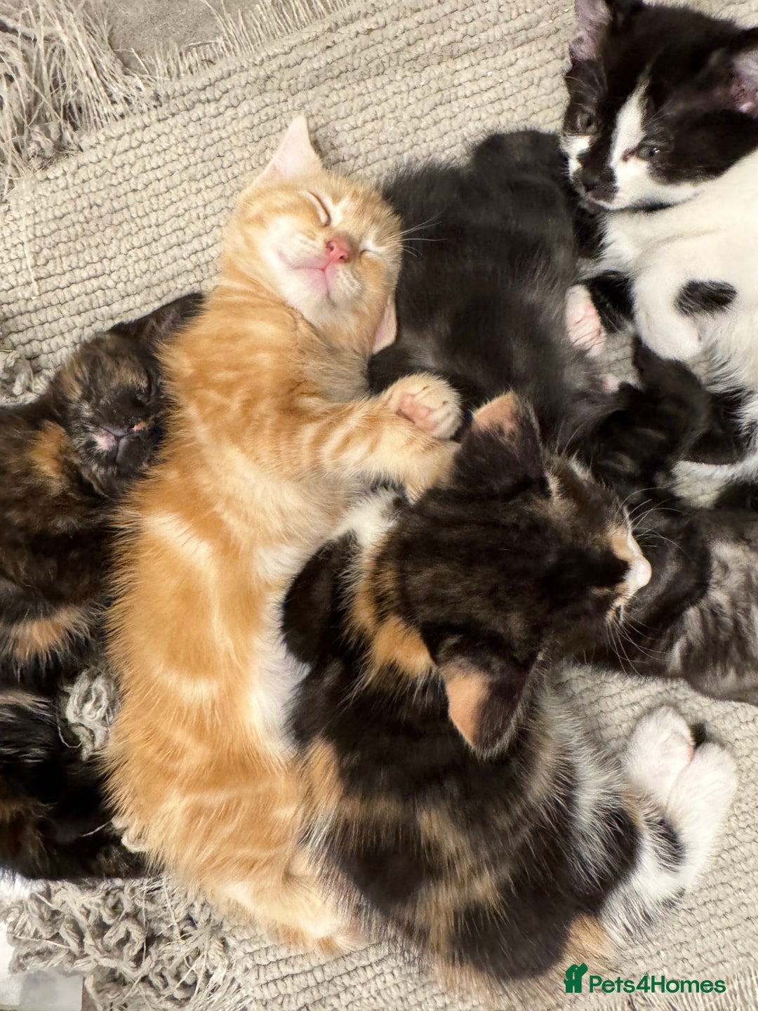 Bengal cats for sale: Bengal and British shorthair mix ginger kitten - Advert 24