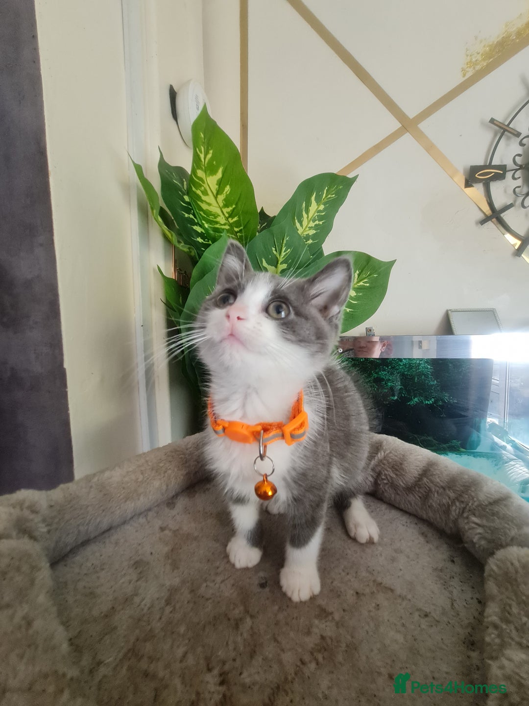 Mixed Breed cats for sale: Stunning  kittens looking  4 new home - Image 2