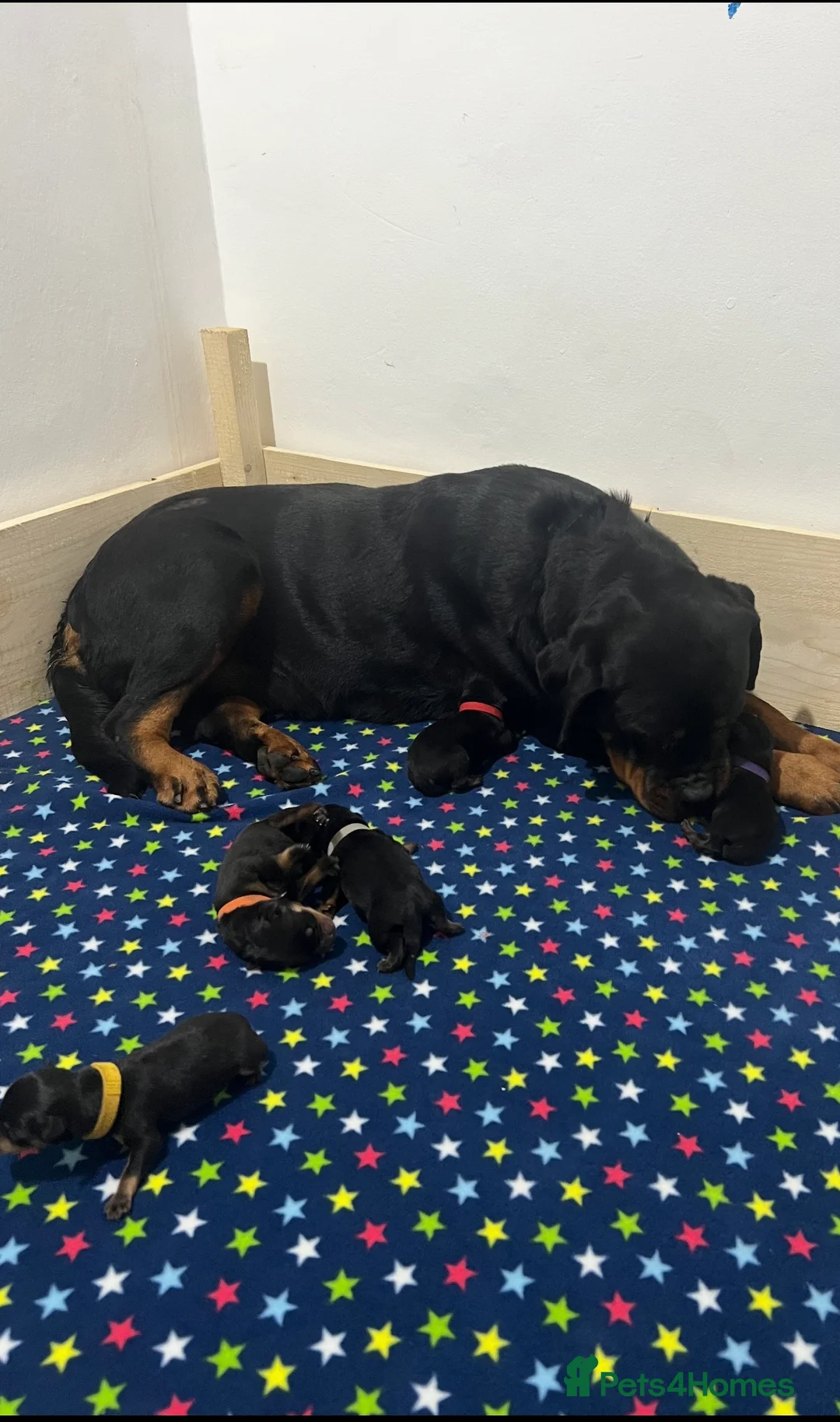Rottweiler dogs for sale: Top German Rottweiler in Dudley - Advert 8