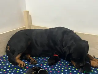 Rottweiler dogs Top German Rottweiler in Dudley - Advert 9