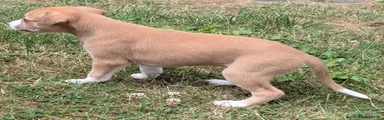 Whippet 1