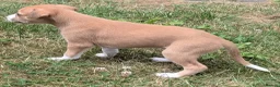 Whippet dogs for sale: Top Quality Whippet Puppies Ready to Reserve in Doncaster - Advert 8