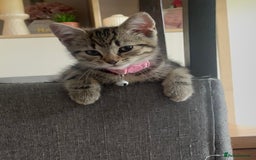 Mixed Breed cats for sale: Mix breed beautiful kittens - Image 3