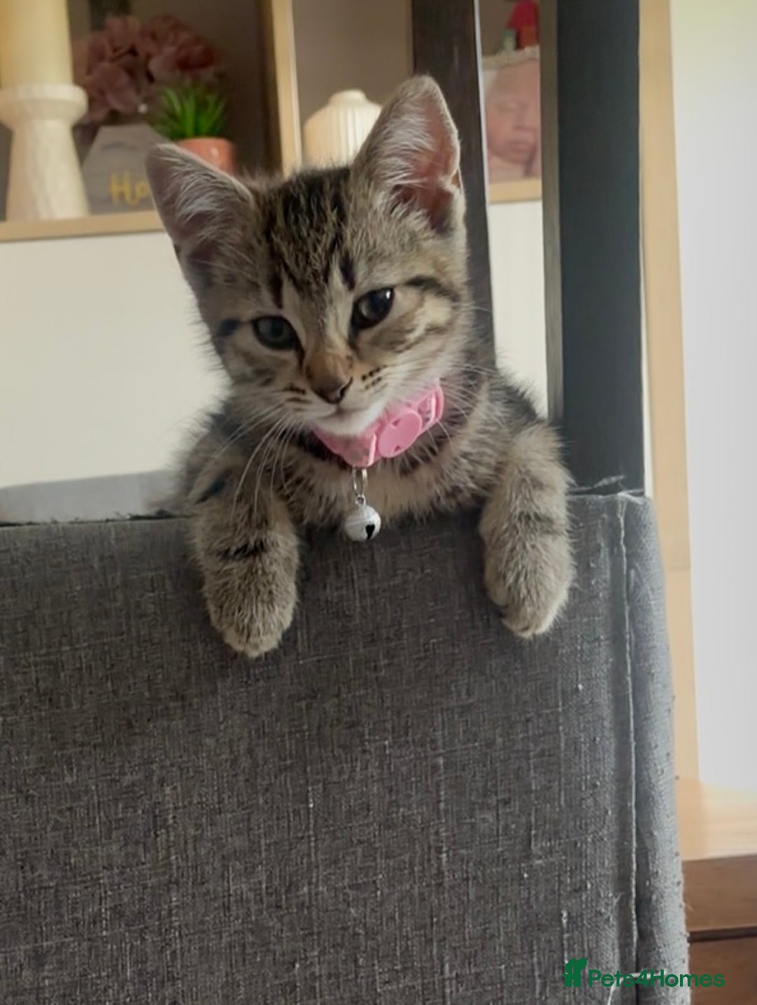 Mixed Breed cats for sale: Mix breed beautiful kittens - Image 3