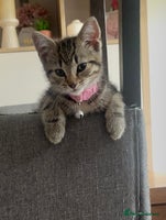 Mixed Breed cats - Advert 10