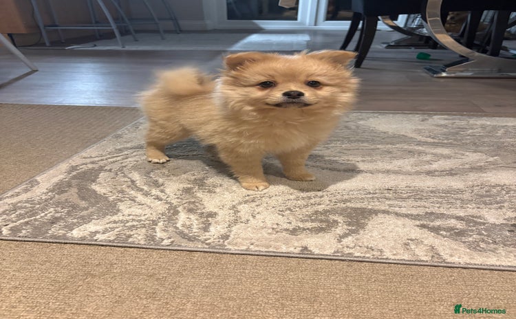 Pomeranian dogs - Advert 7
