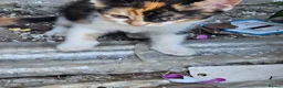 Mixed Breed cats for sale: 2 kittens that need a home in Uxbridge - Advert 3