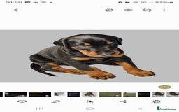 Dobermann dogs for sale: Top quality Dobermann puppies - Image 10