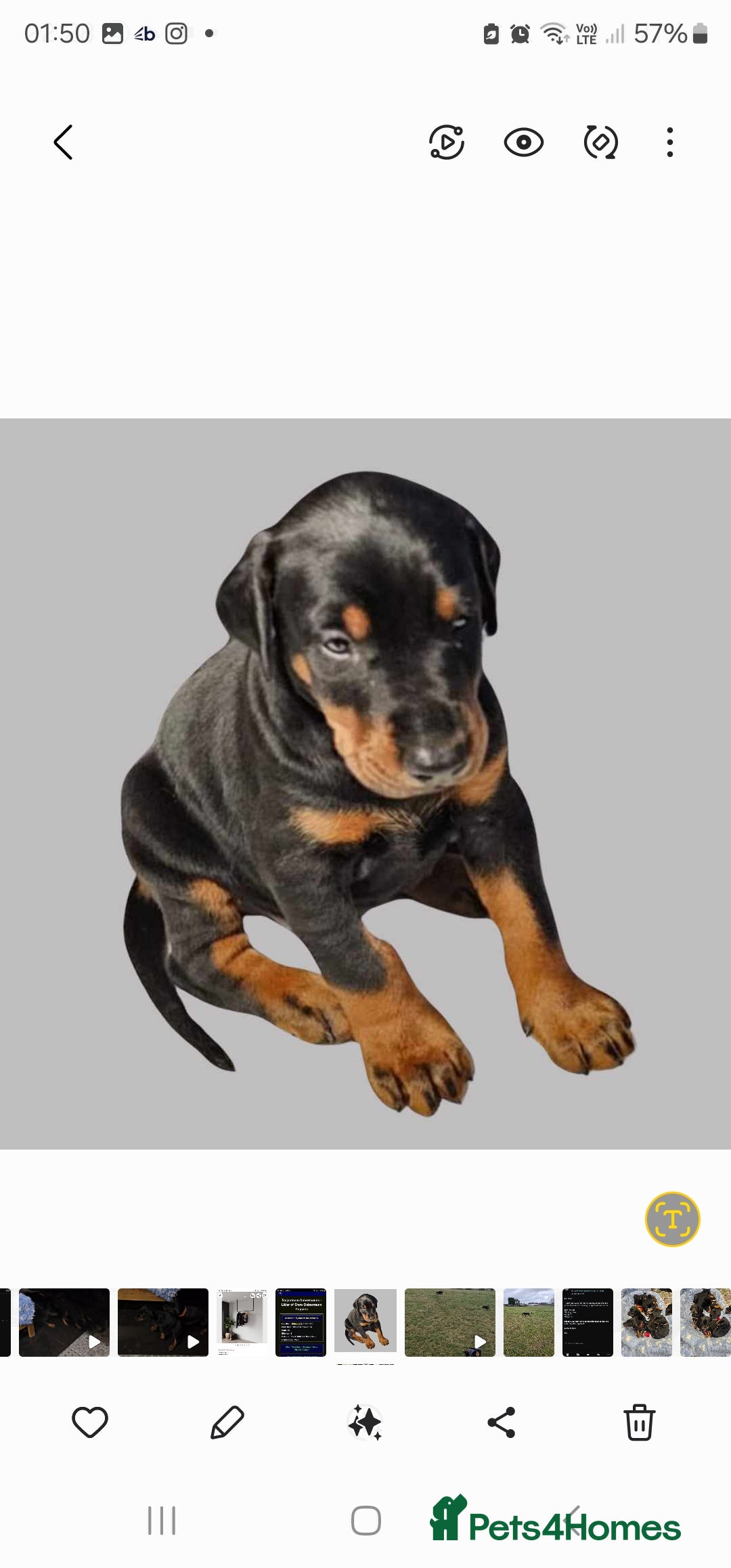 Dobermann dogs for sale: Top quality Dobermann puppies - Image 10