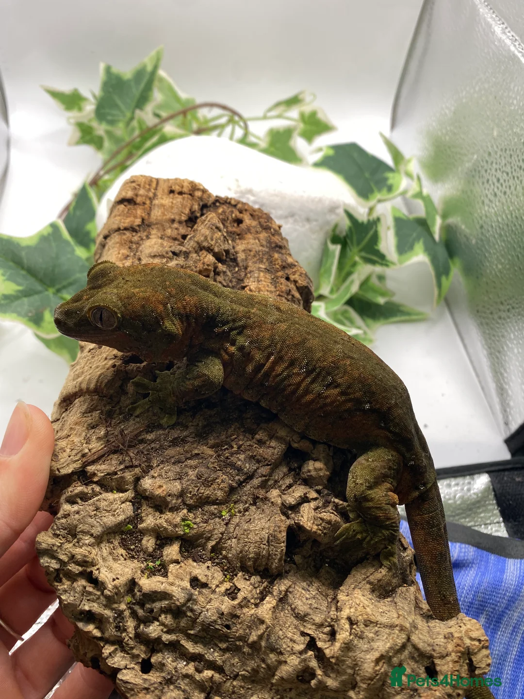 Gecko reptiles for sale: Mainland chahoua  - Advert 3