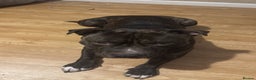 Mixed Breed dogs for sale: Brindle staff  - Advert 4