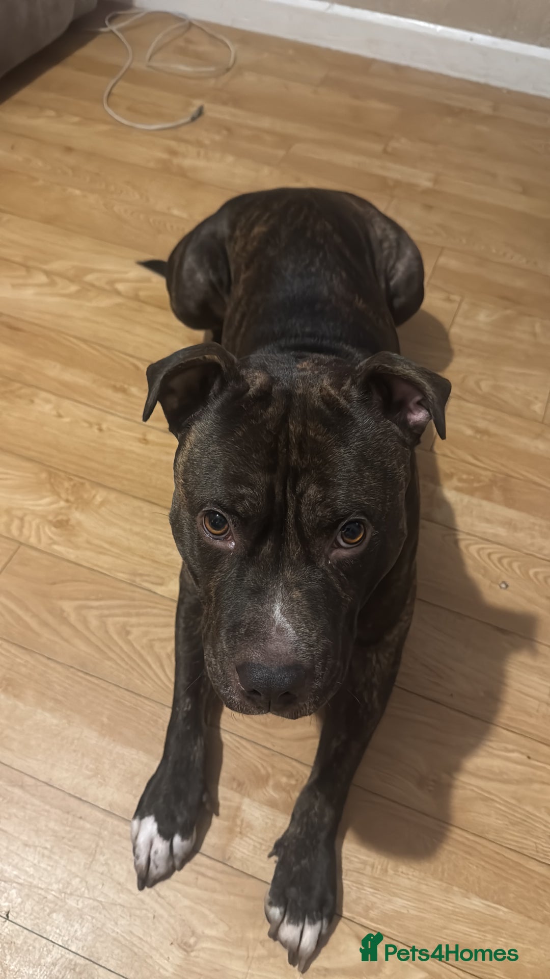 Mixed Breed dogs for sale: Brindle staff  - Advert 4