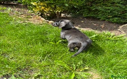 Miniature Dachshund dogs for sale: KC miniature Daschunds    - Image 3