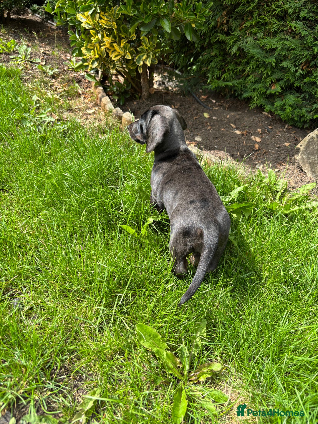 Miniature Dachshund dogs for sale: KC miniature Daschunds    - Image 3