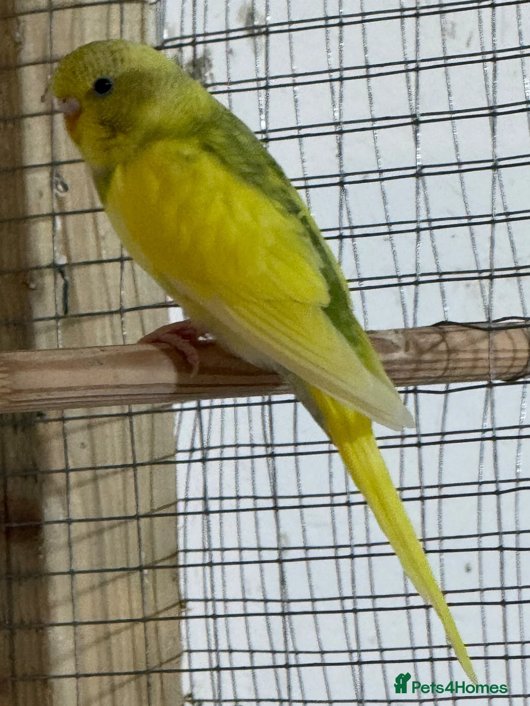 Budgerigars birds for sale: Baby budgies  - Advert 2