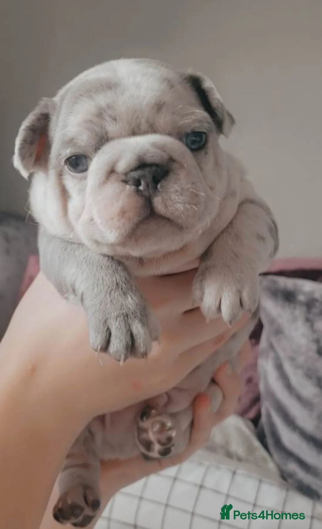 French Bulldog dogs for stud: Tiny 8kg Isabella and tan quad  - Advert 26