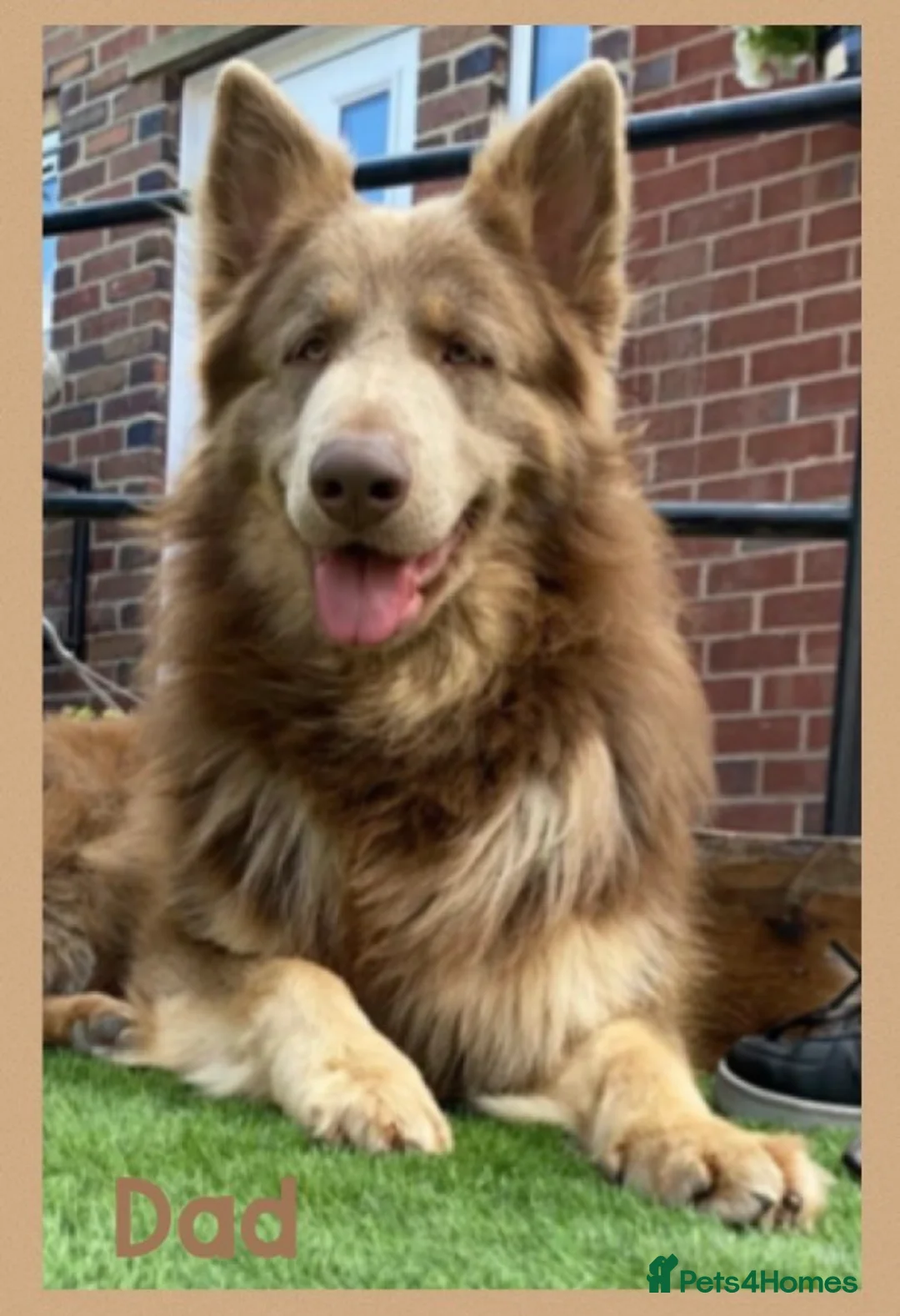 German Shepherd dogs for sale: ISABELLA & BLUE GSD PUPPIES *STUNNING* - Advert 2