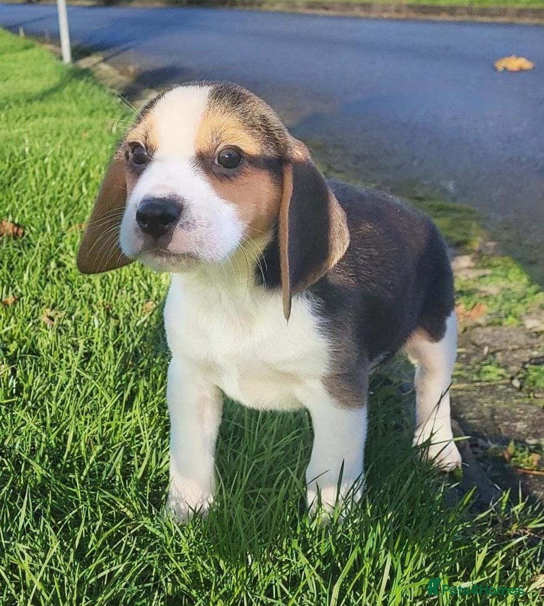 Beagle dogs for sale: Health checked beagle puppies - Advert 3