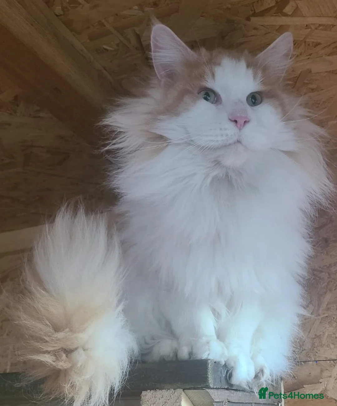 Maine Coon cats for sale: Maine Coon kittens TICA registered  - Advert 3