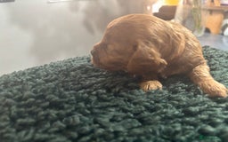 Cavapoo dogs for sale: Beautiful healthy Cavapoo’s d.o.b 22/08/25 - Image 14