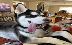 Siberian Husky dogs for sale: Siberian Husky Puppies - Image 28