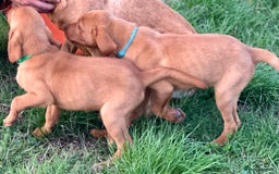 Labrador Retriever dogs for sale: Amazing Red/Black Lab Pups To Loving Pet Families - Image 7