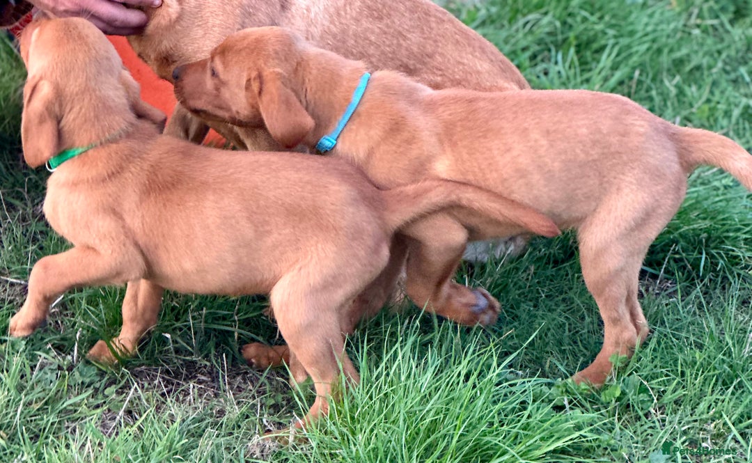 Labrador Retriever dogs for sale: Amazing Red/Black Lab Pups To Loving Pet Families - Image 7
