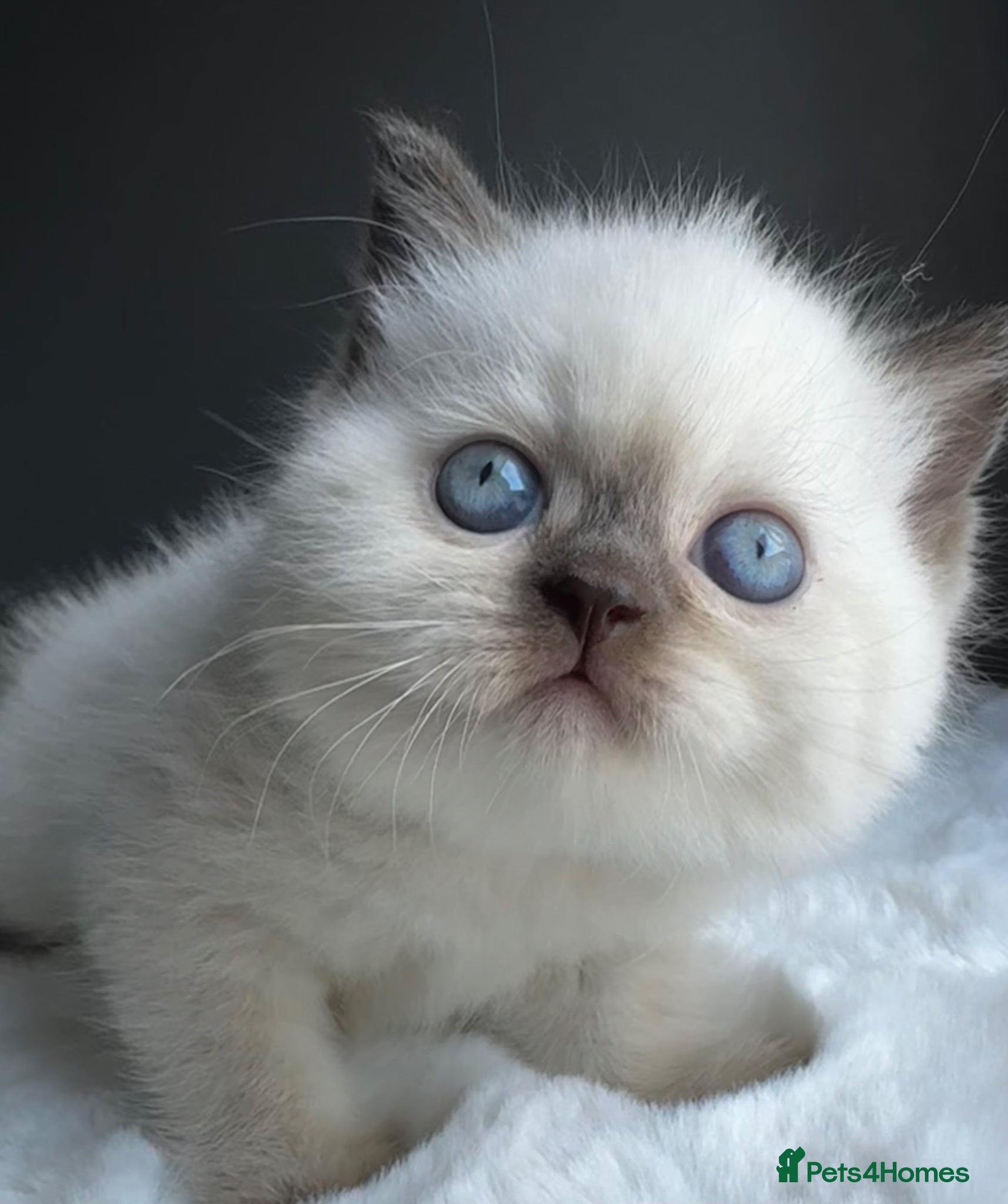 British Shorthair cats British shorthair kittens  - Advert 2