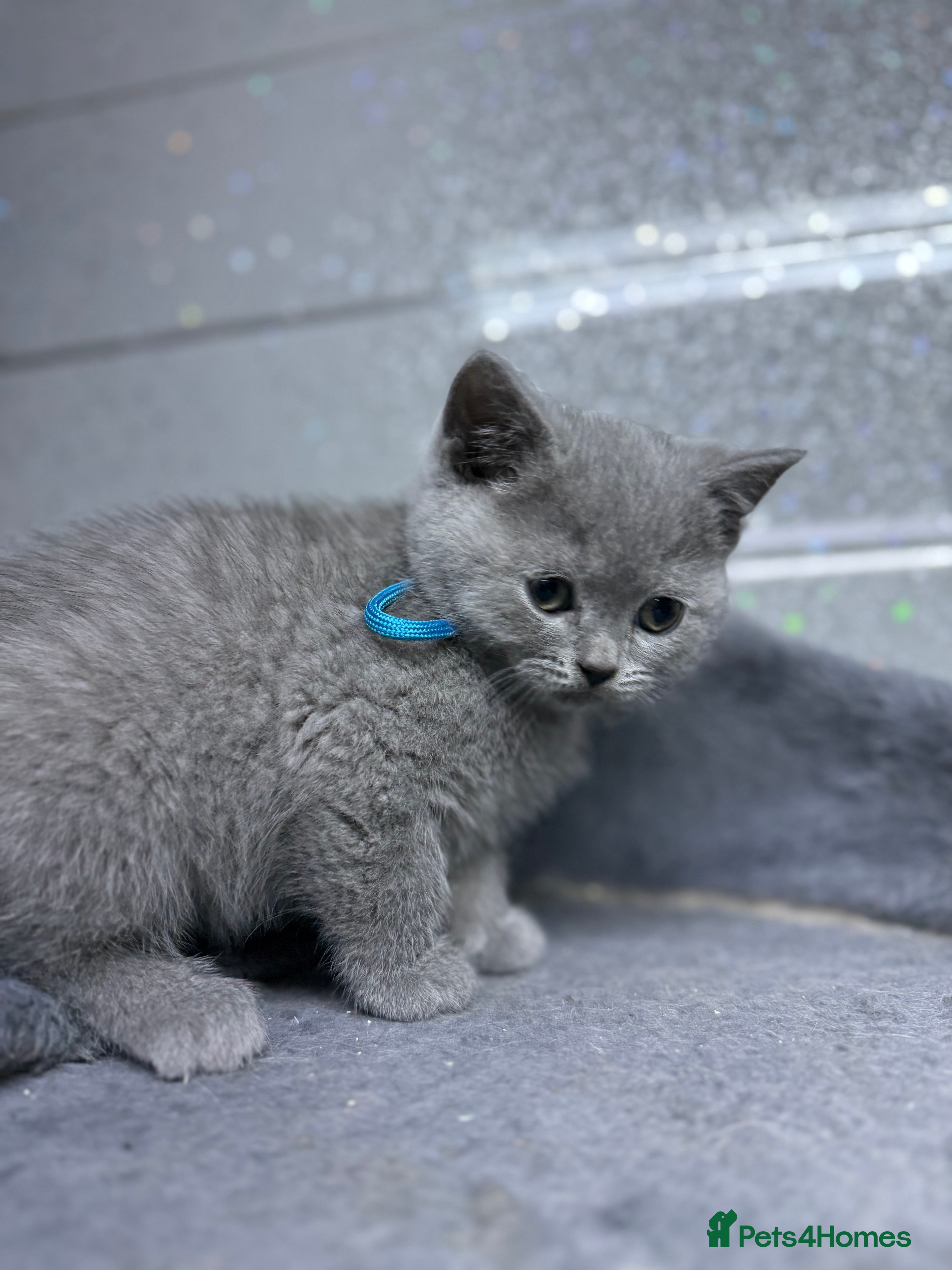 British Shorthair cats Two stunning British short haired male kittens  - Advert 2