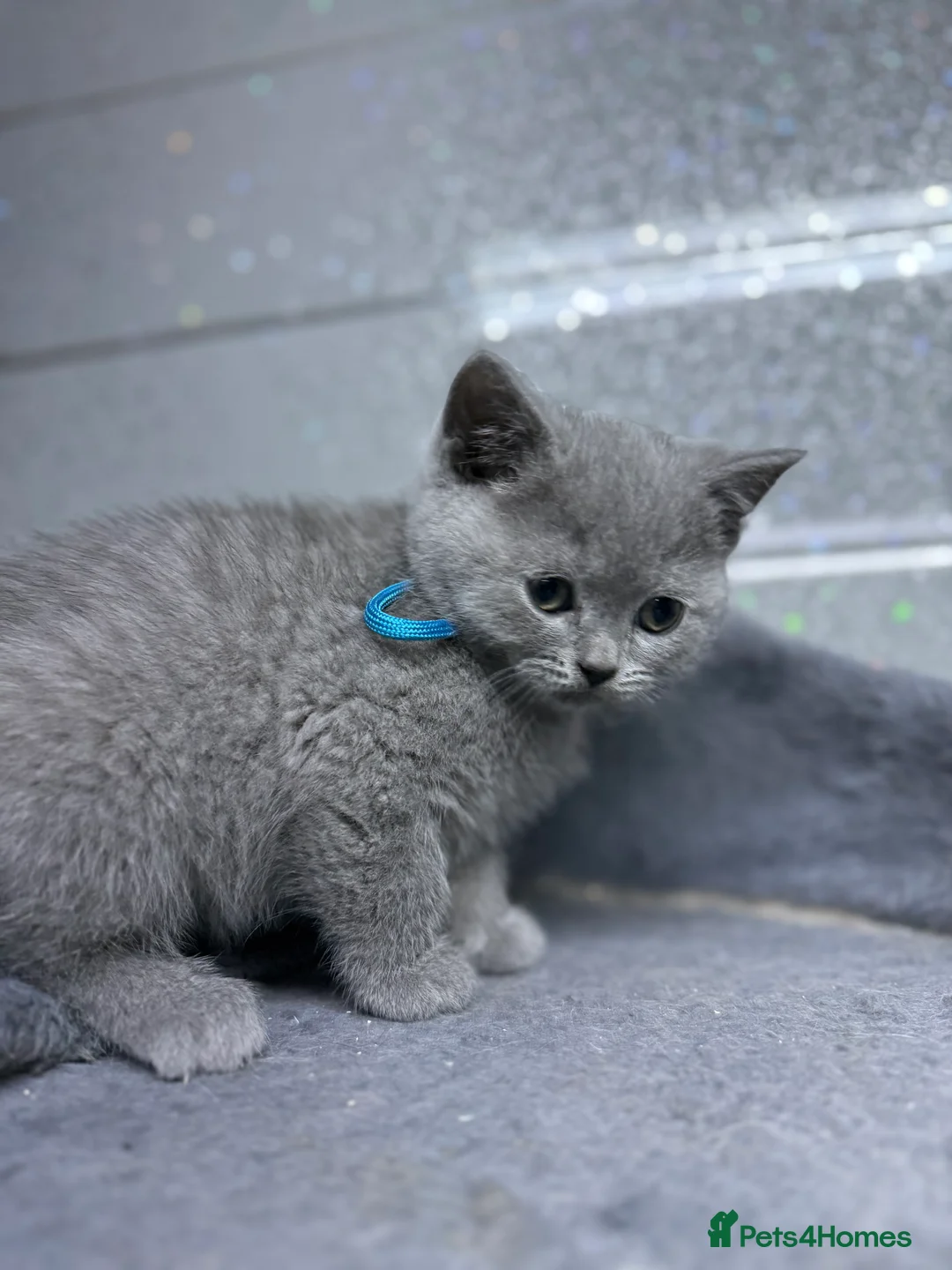 British Shorthair cats for sale: Two stunning British short haired male kittens  - Advert 1