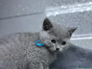 British Shorthair cats Two stunning British short haired male kittens - Advert 3