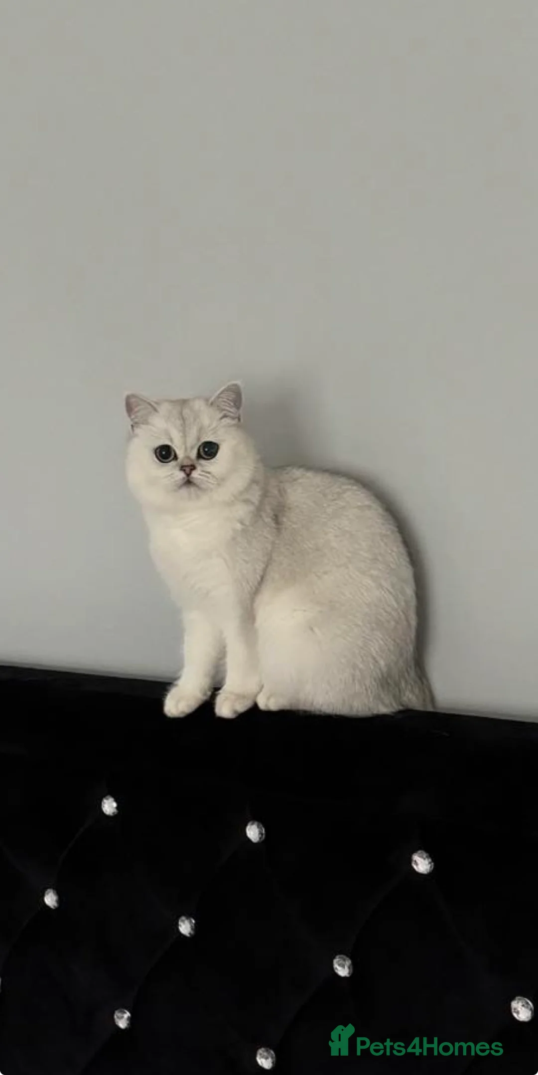 British Shorthair cats for sale: Beautiful British Shorthair - Advert 2