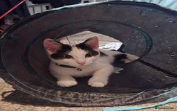 Domestic Shorthair cats for sale: Kitten black and white - Image 2