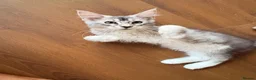 Maine Coon cats for sale: Sweet Maine coons TICA Register  - Advert 13