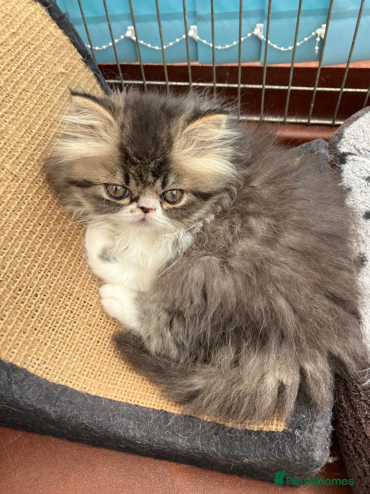 Persian cats Adorable GCCF registered Persian kittens - Advert 1