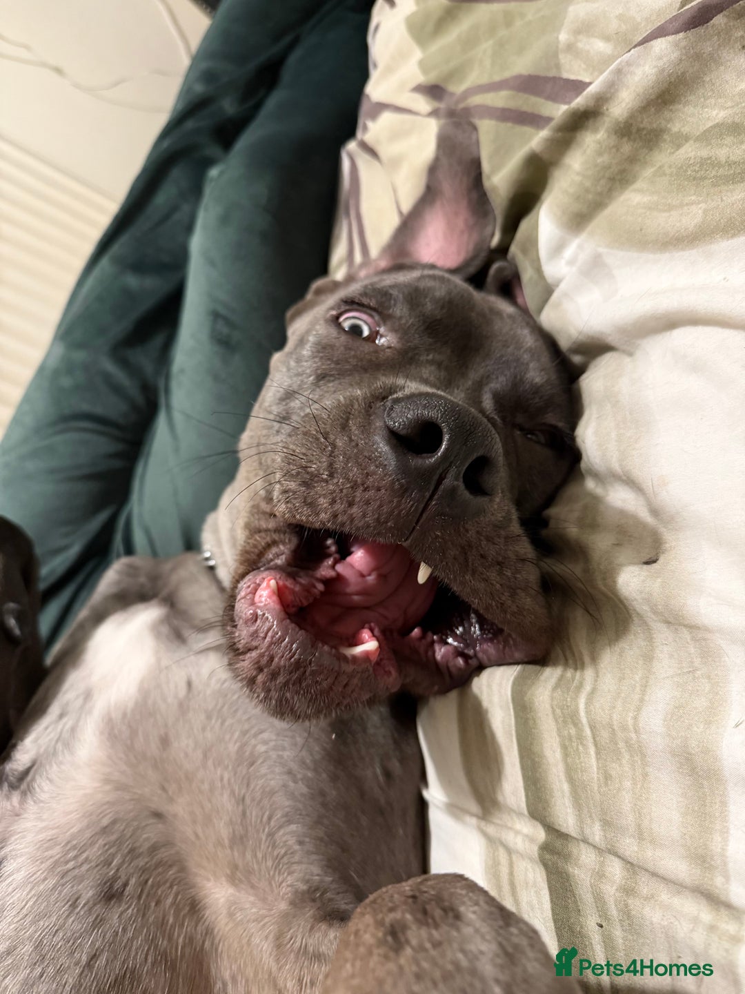 Mixed Breed dogs for sale: Cane Corso x Great Dane  - Advert 22