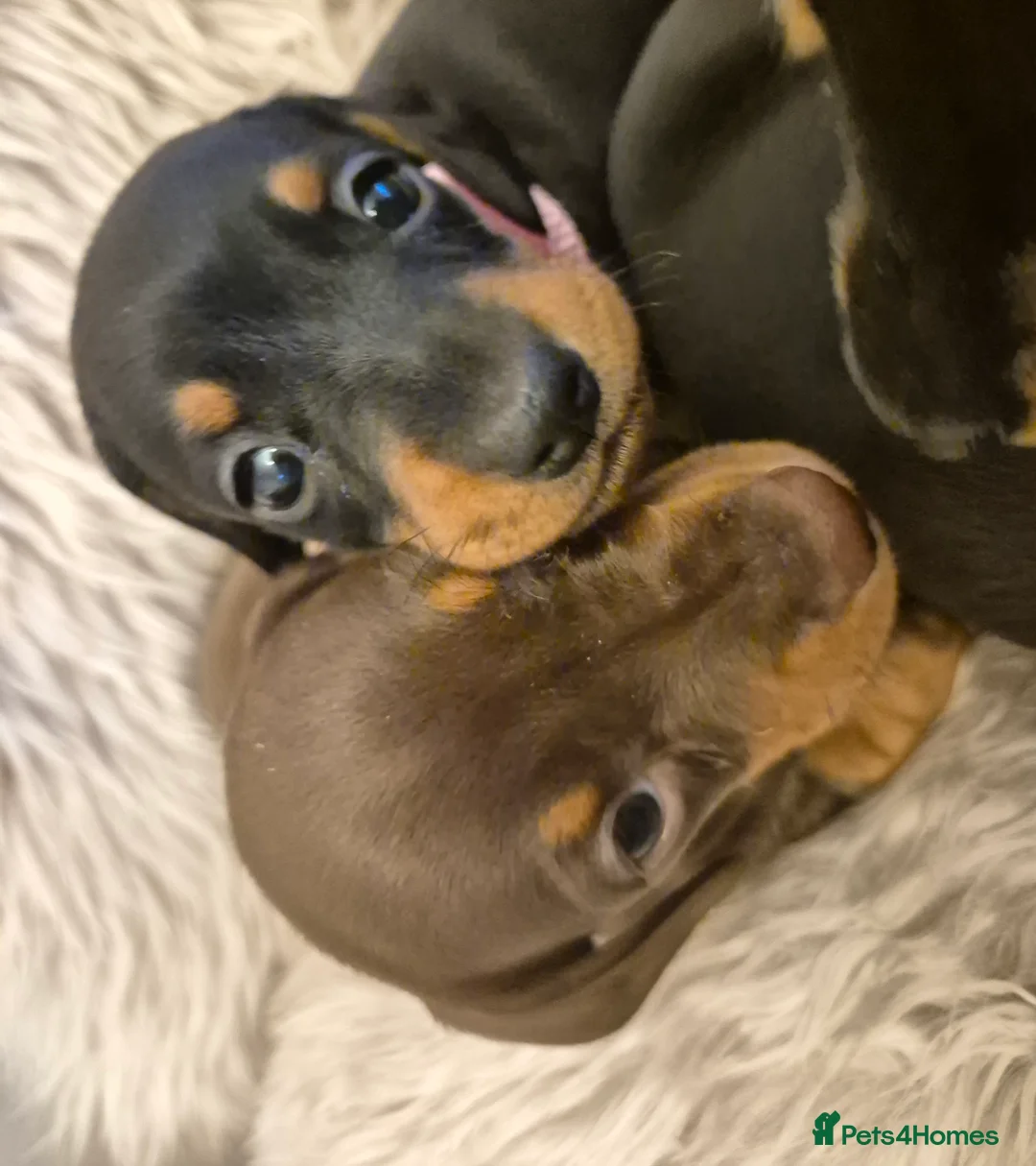 Miniature Dachshund dogs for sale: Adorable KC Pedigree Miniature Dachshund Puppies - Advert 13