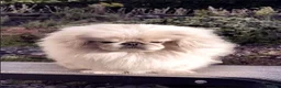 Pekingese dogs for sale: Exceptional KC Registered Pekingese Puppies.  - Advert 8