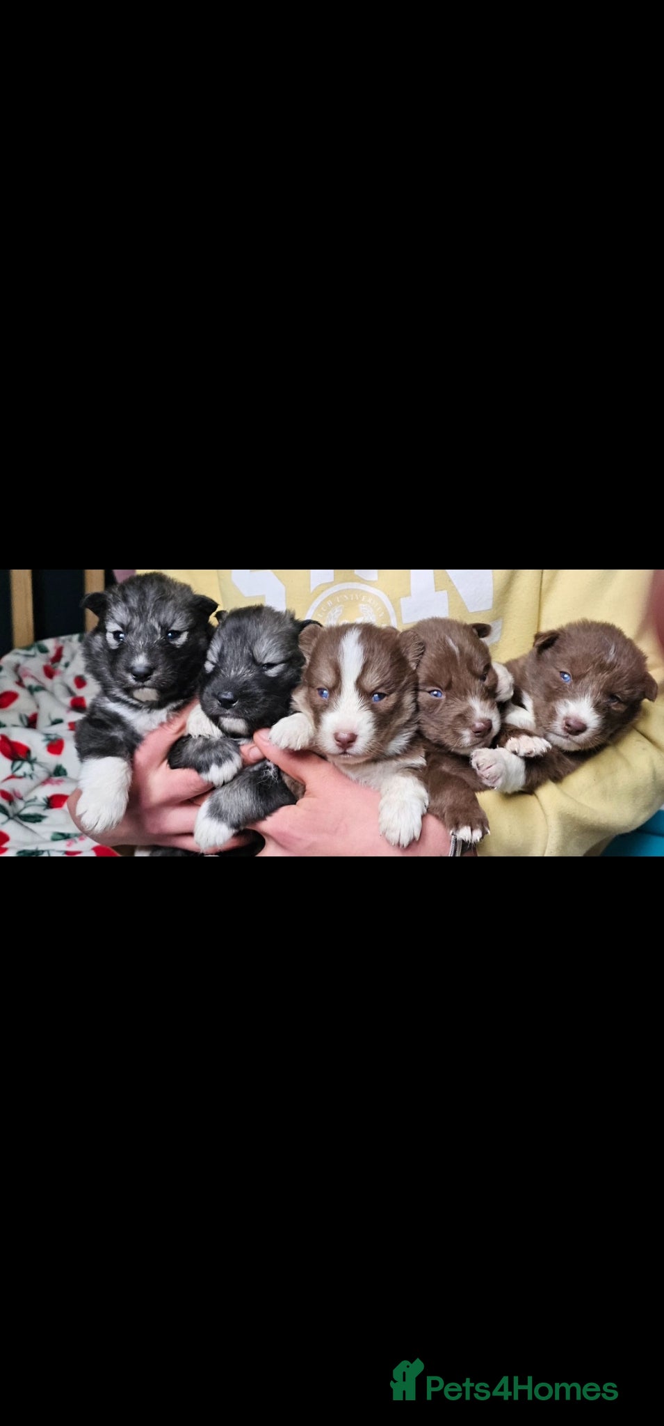 Siberian Husky dogs Beautiful Siberian Husky - Advert 1