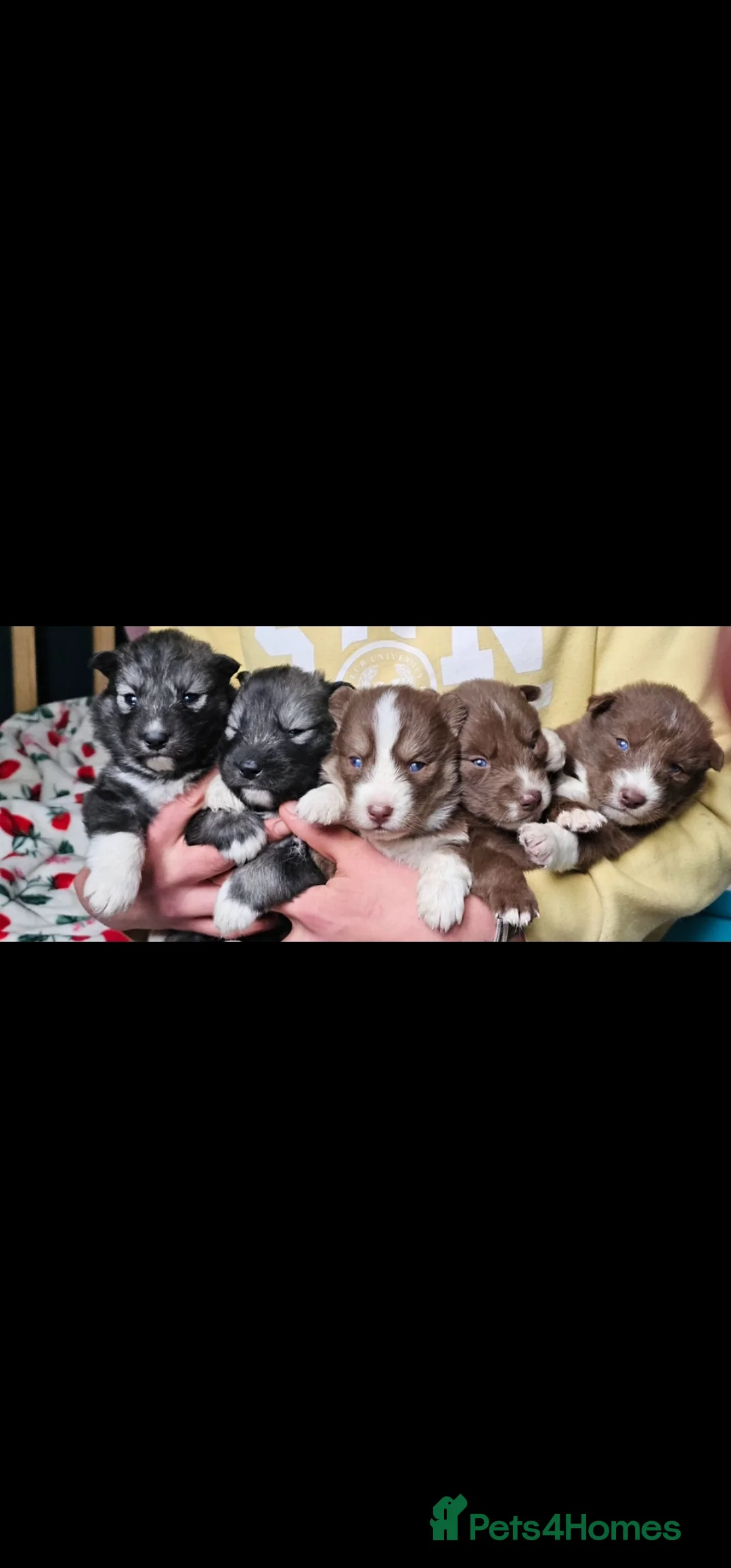 Siberian Husky dogs for sale: Beautiful Siberian Husky - Advert 1