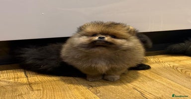 Pomeranian dogs - Advert 12