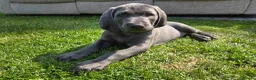 Weimaraner dogs for sale: Male Weimaraner (Blue) 8wks old on the 4th June - Advert 2