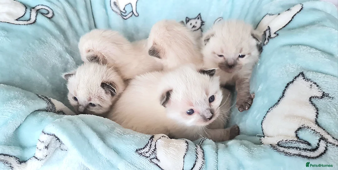 Ragdoll cats for stud: Stud Muffin in Ilkeston - Advert 6